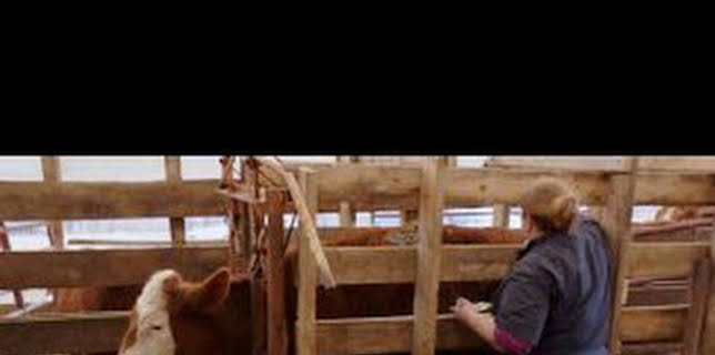 22:30: El increíble doctor Pol: Navidades bovinas | Nat Geo Wild | 12/13 2025