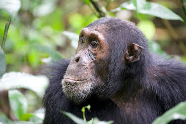 01:50: Kielings wilde Welt (2/3) | 3SAT | 4/20 2026