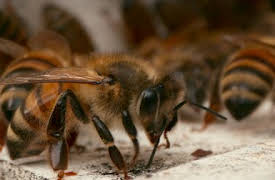 (Contra)indicado: Terapia con picadura de abeja