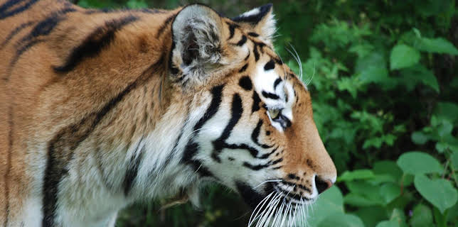 10:10: Nashorn, Zebra & Co. (178) | BR Fernsehen | 3/2 2026