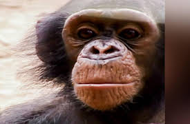 Going Ape: A Life in Chains