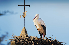 Mediterranean: Life Under Siege: Making Mediterranean: Life Under Siege
