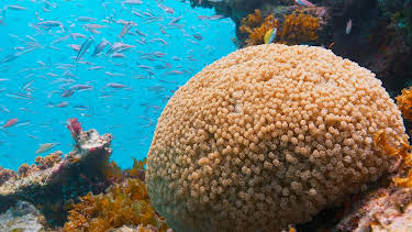16:30: Japans Garten Eden – Die Insel Iriomote | WDR Fernsehen | 9/27 2026