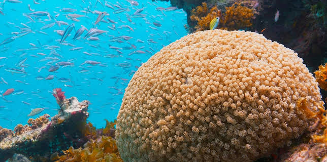 20:15: Expeditionen ins Tierreich | Radio Bremen | 1/28 2026