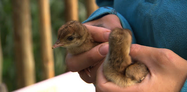 15:55: Dyrepasserne | TV 2 | 10/14 2025