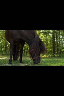 21:40: El increíble doctor Pol: Luces, camello, ¡acción! | Nat Geo Wild | 4/1 2026