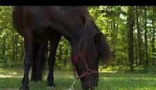 El increíble doctor Pol: Luces, camello, ¡acción!