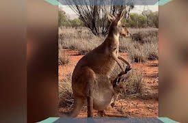 Hooray Hippo: Discover Kangaroos in Australia