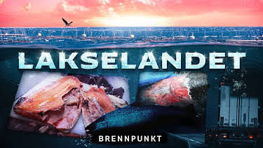13:00: Brennpunkt: Lakselandet: Alt for Norge | NRK 3 | 6/15 2026