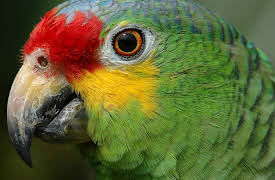 Wild Caribbean: Treasure Islands