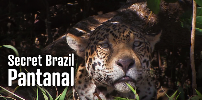 Secret Brazil: Pantanal