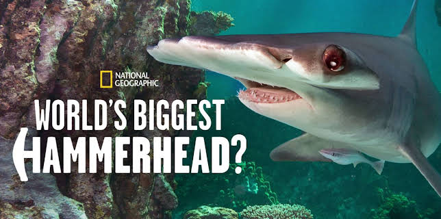 World's Biggest Hammerhead? (2022)