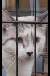 23:25: El increíble doctor Pol: Torceduras interminables | Nat Geo Wild | 3/30 2026