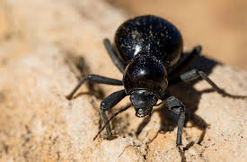 Nature Watching: How to Find and Observe Wildlife: Bugs and the Backyard Serengeti