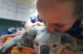 Izzys koalavärld: Muffin flyttar in