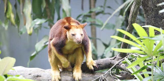 06:50: The Zoo: San Diego (S1 E6) (S1) | Animal Planet | 2/27 2026