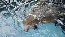 The Aquarium (S1 E9)