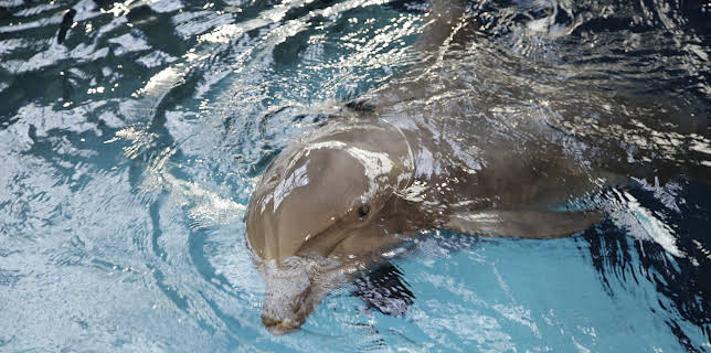 07:40: The Aquarium (S1 E9) (S1) | Animal Planet | 11/26 2025