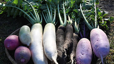 15:30: Schnittgut. Alles aus dem Garten | BR Fernsehen | 4/9 2026