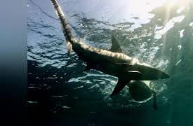 Ultimate Oceans: Sharks
