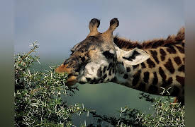 Zoology: Understanding the Animal World: Animal Energetics and the Giant Panda Problem