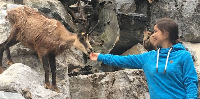 07:15: Anna und die wilden Tiere | Das Erste | 1/17 2026