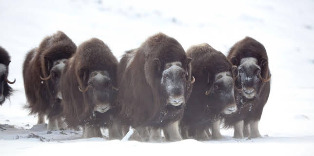 11:50: Abenteuer Wildnis | BR Fernsehen | 1/14 2026