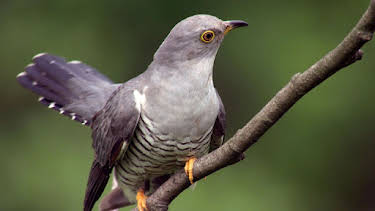 11:50: Abenteuer Wildnis | BR Fernsehen | 4/7 2026