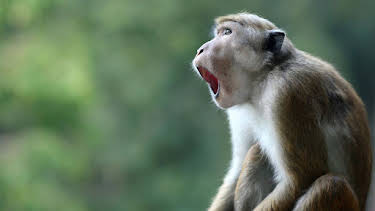 18:35: Die Wallace-Linie | Arte | 4/23 2026