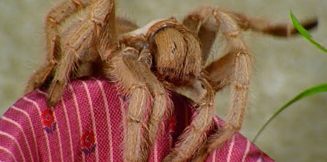 05:30: NaturNah | SWR Fernsehen RP | 2/17 2026