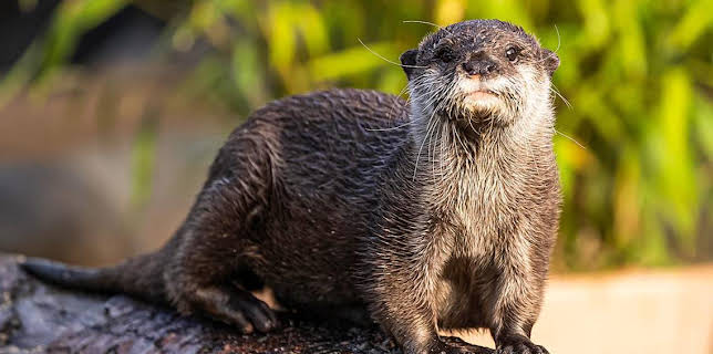 10:15 AM: One Zoo Three (S5) | CBBC | 11/14 2025