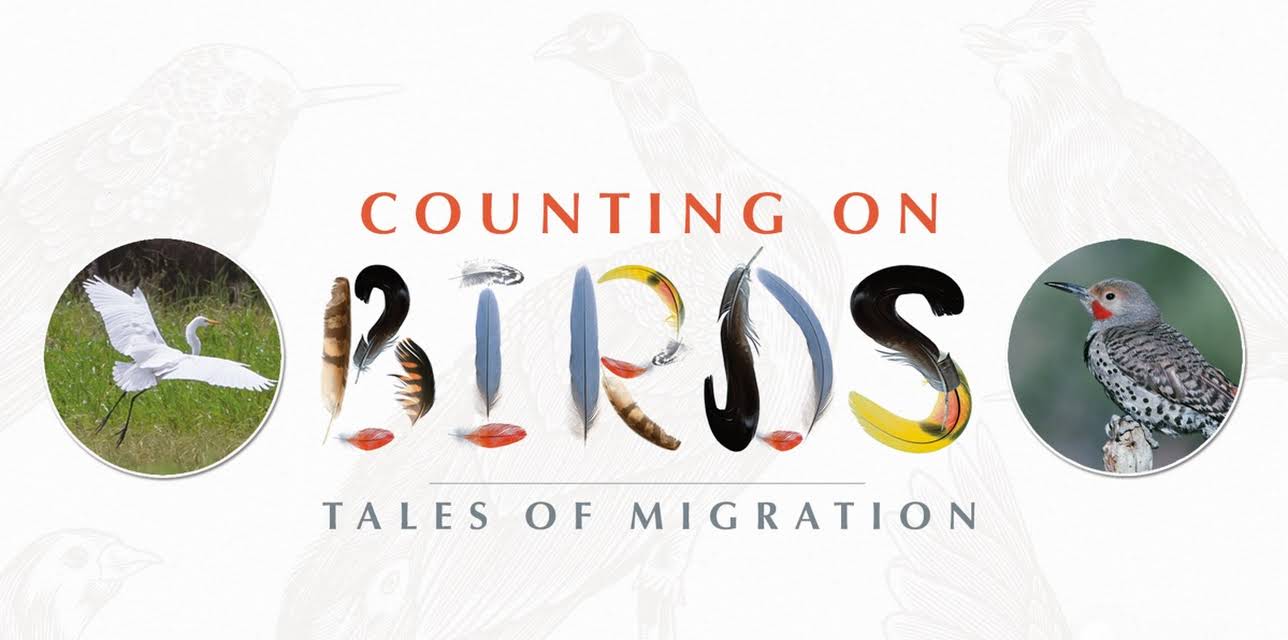 Counting on Birds: Tales of Migration
