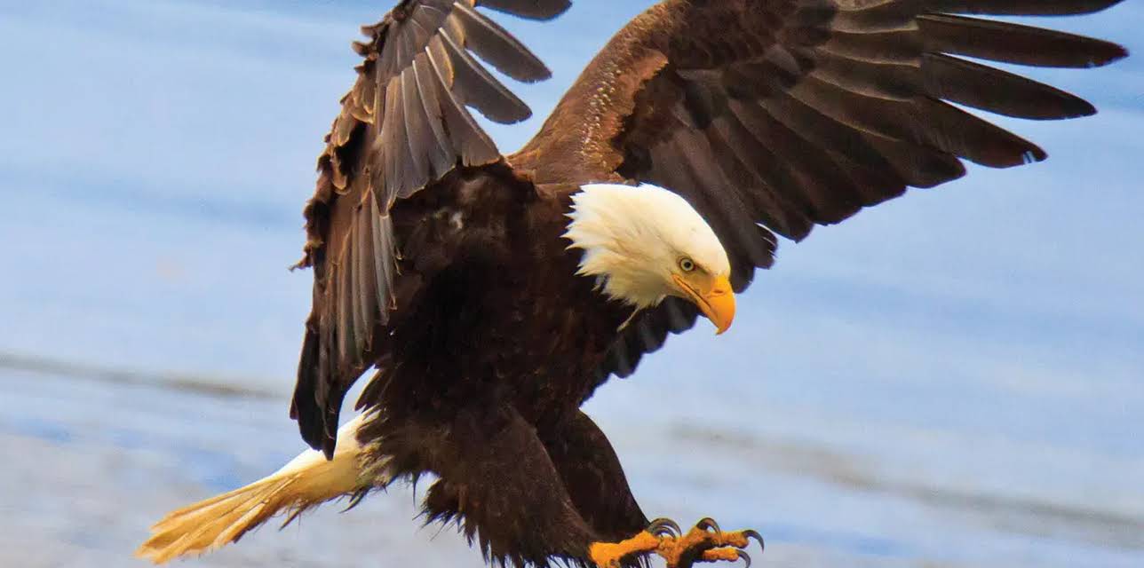 The Scientific Wonder of Birds