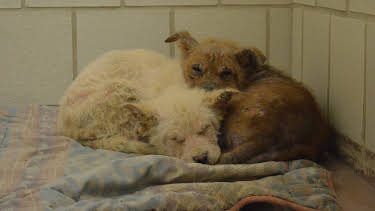 03:00: Animal Cops Houston (S19 E9) (S19) | Animal Planet | 4/16 2026