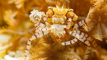 15:50: Ville familiar: Boksekrabbe | NRK 1 | 3/28 2026