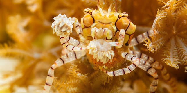 09:35: Ville familiar: Boksekrabbe | NRK Super | 1/16 2026