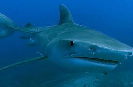 Of Sharks and Men: Reality of Fear