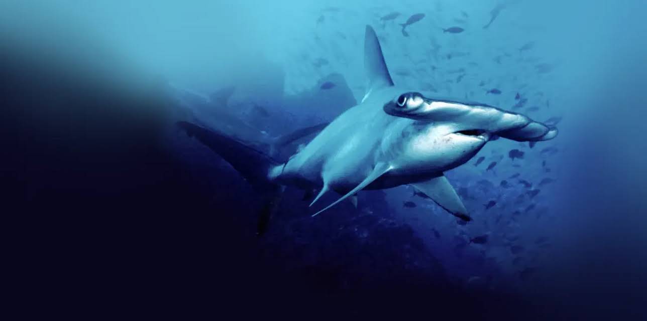 Journey to the Sea of Cortez (2018)