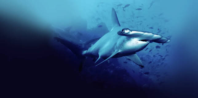 Journey to the Sea of Cortez (2018)