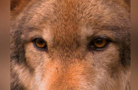 America's 58 National Parks: Isle Royale