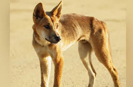 The Living Beach: Fraser Island Australia