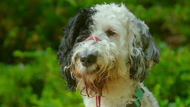 16:25: Hundehuset: Wally | NRK 2 | 4/28 2026