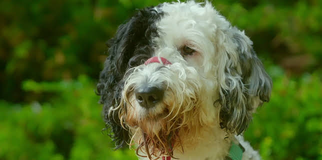 16:20: Hundehuset: Wally | NRK 2 | 1/13 2026