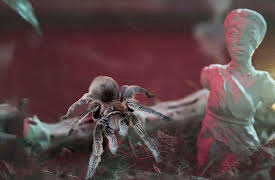 Eli Roth Presents: My Possessed Pet, Season 1: Eight-Legged Exorcism