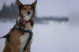 Toughest Race on Earth: Iditarod: Chase on the Yukon
