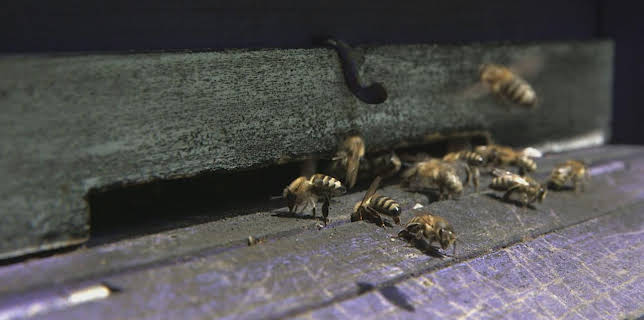 02:55: Die Bienenflüsterer | Arte | 11/19 2025