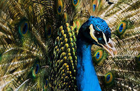 Animal DNA: The Art of Flight