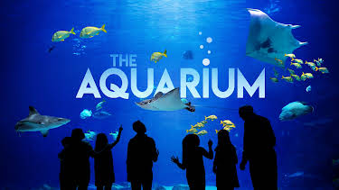 08:40: The Aquarium (S1 E7) (S1) | Animal Planet | 11/19 2025