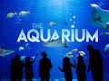 The Aquarium