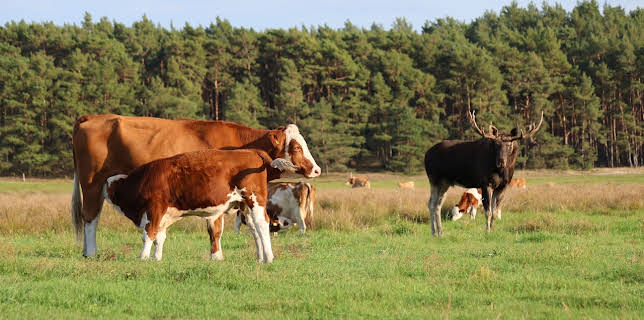 22:00: Elchalarm, die Rückkehr der Waldriesen | RBB Fernsehen | 3/25 2026